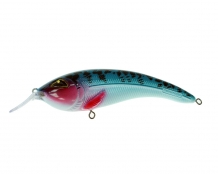 Speckled Blushing Roach