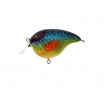 Speckled Blue Gill