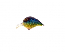 Speckled Blue Gill