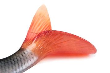 Fox Rage Ultra-Realistic Roach Replicant 14cm/45gr