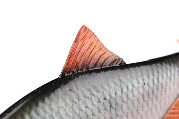 Fox Rage Ultra-Realistic Roach Replicant 14cm/45gr