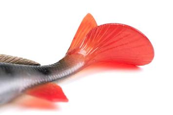 Fox Rage Ultra-Realistic Perch Replicant 18cm/100gr