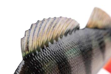 Fox Rage Ultra-Realistic Perch Replicant 18cm/100gr