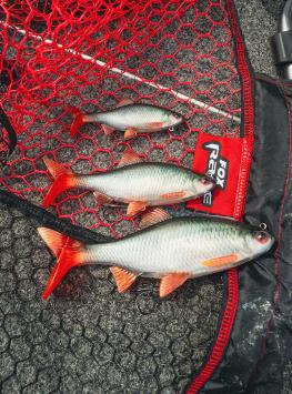 Fox Rage Ultra-Realistic Roach Replicant 14cm/45gr