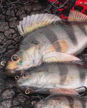 Fox Rage Ultra-Realistic Perch Replicant 18cm/100gr